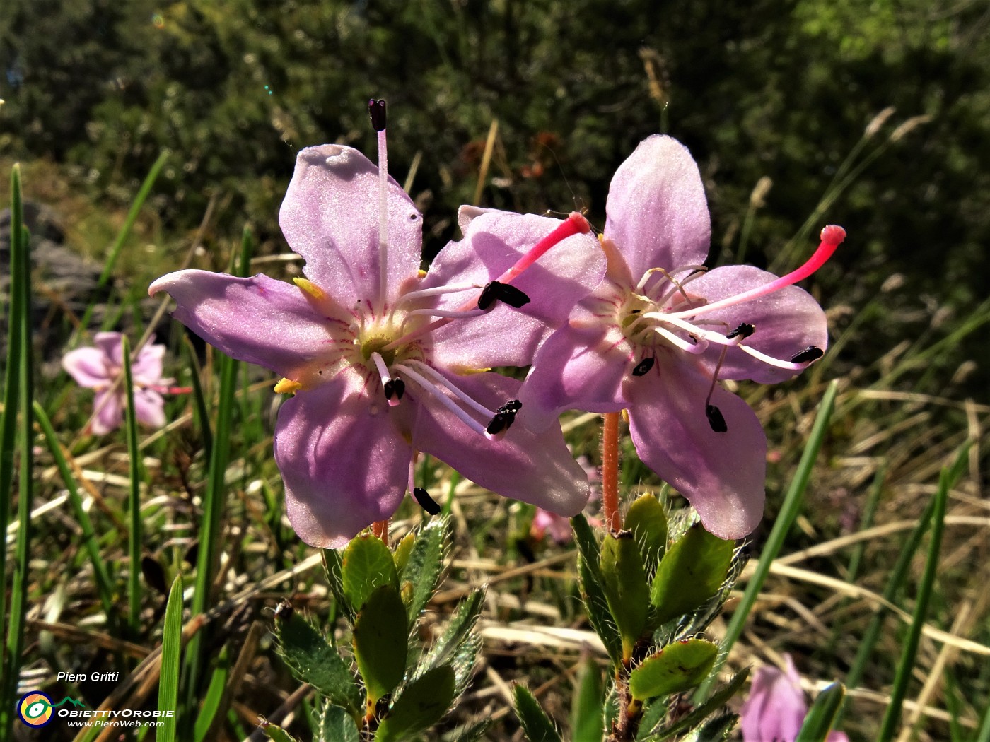 53 Rhodothamnus chamaecistus (Rododendro nano) in Val Gerona.JPG